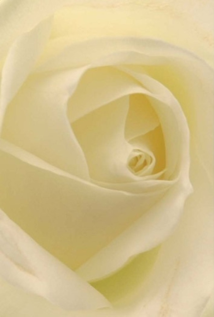 View this classic white rose from a florist's perspective, up close and deeply attuned to its harmony-a reflection of the peace found in Bounds Green's gentler corners. Each petal is a study in refined beauty, with creamy whites blending seamlessly into faint ivories, touched by daylight that streams softly across the windows of Bounds Green Flowers. The petals' edges curl with the quiet poise of a practiced hand, wrapping inwards to create a crest of calm at the heart of the bloom. The subtle interplay of translucent and opaque layers conjures gentle shadows reminiscent of a misty dawn along Brownlow Road, emphasizing the bloom's tranquil, almost spiritual quality. This rose is a token of sincerity, whether intended for a romantic gesture, an apology, or as an elegant centerpiece for a wedding or memorial. Its spiral formation speaks of renewal and resilience, while the shifting light on its surface echoes the resilience and quiet compassion that define our community. Every nuance is vividly captured, honoring both nature's perfection and the skilled artistry of local florists dedicated to conveying your emotions beautifully, right here in Bounds Green.