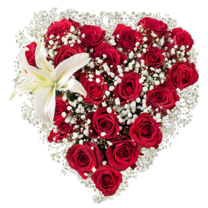 Set against a stark white background so every petal reads clearly, this heart-shaped arrangement blends the drama of deep crimson roses with the soft, ephemeral whispers of white baby's breath. Dozens of rich red roses-some tightly wrapped as buds, others opened to reveal layered, velvety petals-are arranged densely to create the heart's full silhouette, their surfaces catching gentle, diffuse light that emphasizes depth and warmth. Threaded throughout the roses, fine clusters of Gypsophila lift and lighten the composition, their tiny star-like flowers producing a clouded texture that frames the heart and softens its edges. Dominating the upper-left curve, a single white lily opens with broad, sculpted petals that read almost luminous against the surrounding red; a faint cream tone at its throat and the yellow-orange stamens at its center add a quiet touch of contrast and botanical sophistication. The bouquet's craftsmanship is evident in the careful rhythm of blooms and spaces, each stem placed to support the shape and ensure visual harmony. As a florist working in this neighbourhood, I think of passing shoppers along Bounds Green Road and the calm green of nearby Alexandra Park when I see this piece-it's the kind of composition we at Bounds Green Flowers prepare for anniversaries, declarations of love by the local post box, or refined sympathy tributes. The senses are gently engaged: sight by the striking red-and-white contrast, touch by the suggestion of velvet petals, and scent by the imagined mingling of heady roses and a cool lily note, all conveying intimacy and expert care.