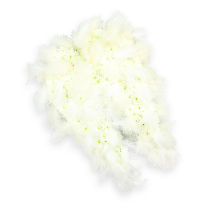A graceful angel wing funeral tribute stretches across a pure white background, its form so carefully composed that it looks like a pair of wings laid gently to rest. Each wing is constructed from countless small, pristine white flowers, probably dainty chrysanthemums or small spray carnations, arranged with the kind of meticulous attention local Bounds Green florists are known for. The blooms are tightly packed, creating a smooth, velvety surface that reads from a distance as a single expanse of white, yet up close reveals the intricate layering of each petal. Tiny centers of pale green and soft lemon yellow peek through here and there, lending subtle contrast and a whisper of natural colour, reminiscent of new growth in the green spaces around Bounds Green and nearby parks. Following the elegant curve of the wings, luxurious white feathers are worked into the design, especially along the outer edges and tapered tips. These feathers are soft and slightly fluffy, their fine strands catching the light and adding a sense of motion, as if a gentle breeze has just brushed past. The interplay between the delicate feathers and the structured flowers creates a balance of strength and softness, mirroring the emotions of remembrance and release that surround a funeral or memorial. A faint shadow beneath the wings gives the arrangement dimension, making it appear almost as though it is hovering a little above the surface. This angelic tribute, envisioned as a symbol of spiritual guidance and eternal peace, feels particularly suited to services in local chapels or homes around Bounds Green, offering a visual message of protection and a serene, uplifting farewell.